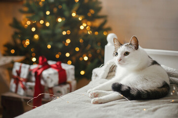 Cute cat relaxing on cozy bed on background of christmas tree with golden lights. Pet and winter...