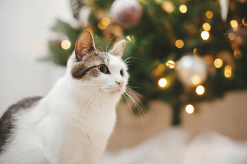 Merry Christmas! Cute cat sitting near illuminated stylish christmas tree with vintage baubles. Pet and winter holidays. Adorable funny kitty in festive decorated room