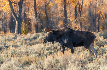 Young Bull Moose in Autumn in Wyoming