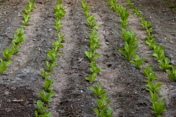 Lettuce leaves, side and top view of lettuce leaves planted in rows in soil.