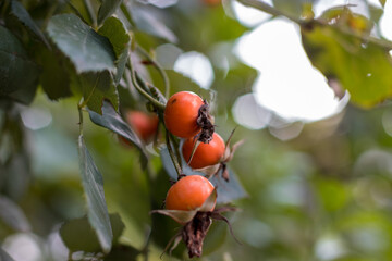 Orange rosehip berries on a branch. Orange ripe autumn berries in a natural environment. The season of autumn berries. A natural source of vitamin C.