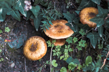 Honey fungus, Armillaria Fungus, mushrooms among the greens.