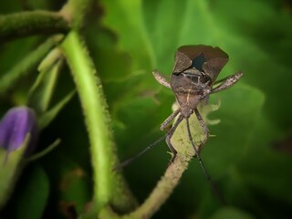 macro of a bug