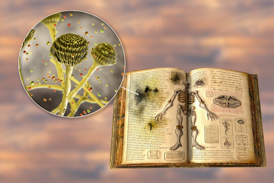 Mold in old books, conceptual illustration. 3D render of Aspergillus fungi and open book with mold on its pages