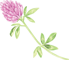 Flower clover. St.Patrick 's Day. Watercolor illustration. Isolated on a white background.For your design packages of seeds, goods for a garden, stickers, organic products