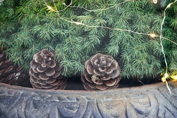 Weihnachtsdekoration mit grünem Tannenbaum mit Lichterkette und zwei braunen Eicheln in grauem...