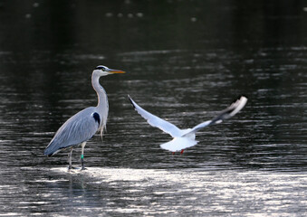 A heron watches the arrival of a seagull