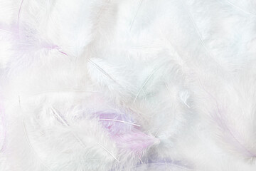 White, fluffy feathers. Background of delicate bird feathers. Top view, horizontal.