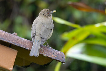 Close up view of a Clay-colored Thrush (Turdus grayi)  on roof top