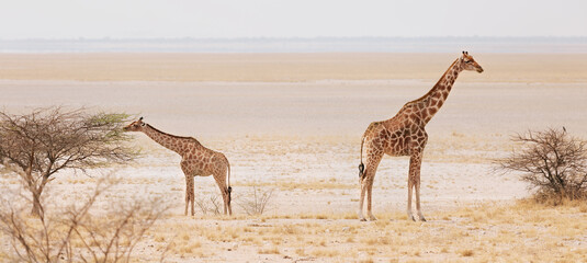 Obraz na płótnie Canvas Mother giraffe with baby giraffe Etosha National Park. Namibia