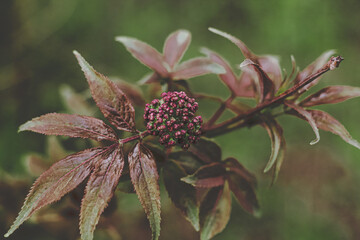 Black elderberry elder bush blooming. Floral spring summer natural background. Beautiful flower.