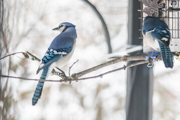 Two Blue Jays with a snowy back ground