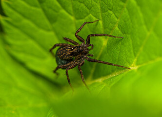 A dark brown with yellow spots small spider sits on a green leaf