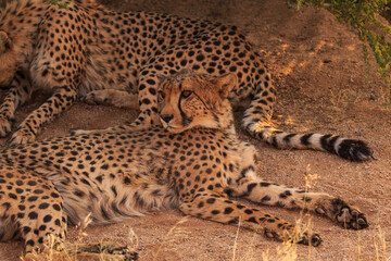 Cheetahs in the Namibian savannah, Solitaire, Namibia, South Africa.