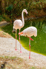 flamingo in the water