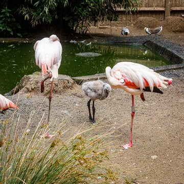flamingos in zoo