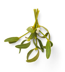 bunch of mistletoe twigs with white berries hanging from a wall, traditional Christmas / holiday design element with subtle shadow - 549504628