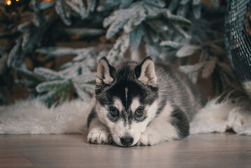 husky puppy is lying on the wooden floor with white artificial fur against the background of a Christmas tree with festive lights