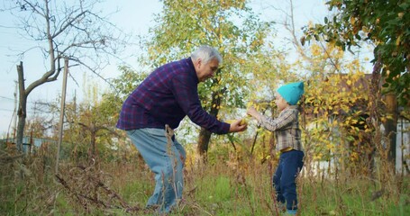 little happy child picking apples with grandfather in the garden in autumn. autumn garden and harvest by child and grandfather