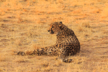 Cheetahs in the Namibian savannah, Solitaire, Namibia, South Africa.