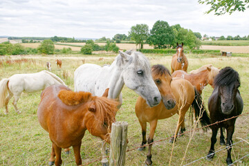 Fototapeta premium cheval