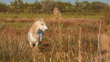 Cheval blanc de Camargue dans le sud de la France. Chevaux élevés en liberté au milieu des taureaux Camarguais dans les étangs de Camargue. Dressés pour être montés par des gardians.	