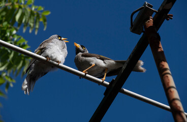 Australian Noisy Miner (Manorina melanocephala)