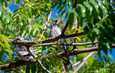 Australian Noisy Miner (Manorina melanocephala)