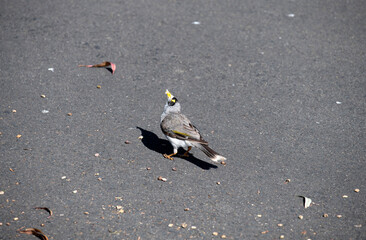 Australian Noisy Miner (Manorina melanocephala)