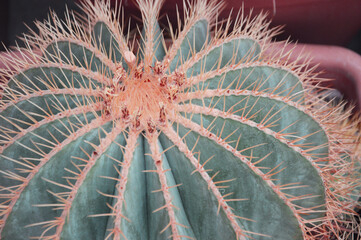 Part of prickly green round cactus. succulent plant View from above