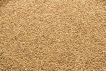 close up of wheat seeds	