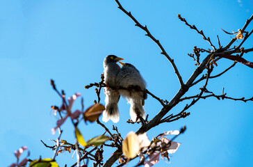 Australian Noisy Miner (Manorina melanocephala)