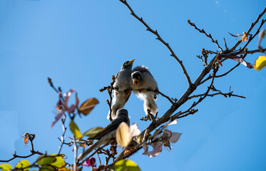 Australian Noisy Miner (Manorina melanocephala)