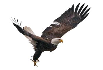 Tuinposter Bald eagle isolated png © MAJGraphics