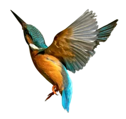 Fotobehang Flying kingfisher isolated png © MAJGraphics