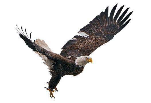 Bald eagle isolated png