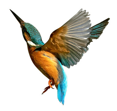 Flying kingfisher isolated png