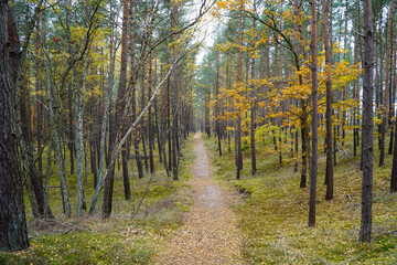 Path in the autumn mixed forest 