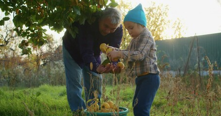 little happy child picking apples with grandfather in the garden in autumn. autumn garden and harvest by child and grandfather