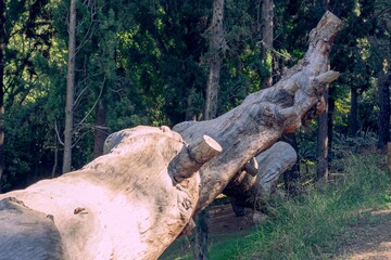 tree trunk