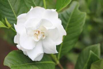 Obraz na płótnie Canvas Fresh Beautiful White Gardenia Flowers