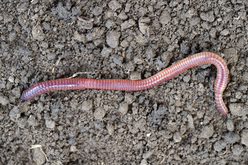 earthworm on the soil close-up