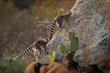 Ring-tailed Lemur - Lemur catta large strepsirrhine primate with long, black and white ringed tail, endemic to Madagascar and endangered, in Malagasy as maky, maki or hira. Pair on the rock © phototrip.cz