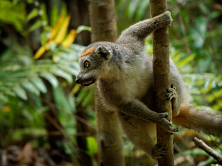 Crowned Lemur - Eulemur coronatus endemic to the dry deciduous forests of northern tip of...