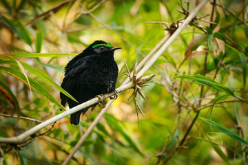 Velvet Asity - Philepitta castanea black bird with the green eye brow in family Philepittidae, endemic to Madagascar, subtropical or tropical moist lowland forests, sitting in the jungle.