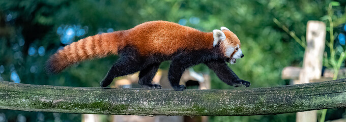 A red panda, Ailurus fulgens, walking on a branch  © Pascale Gueret