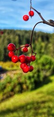 red berries on a branch