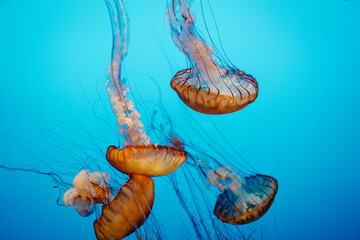 Chironex fleckeri swim in the ocean, jellyfish blue background, Monterey