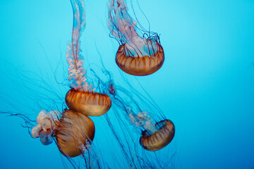 Chironex fleckeri swim in the ocean, jellyfish blue background, Monterey