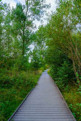 Boardwalk footpath among trees, the Lake District